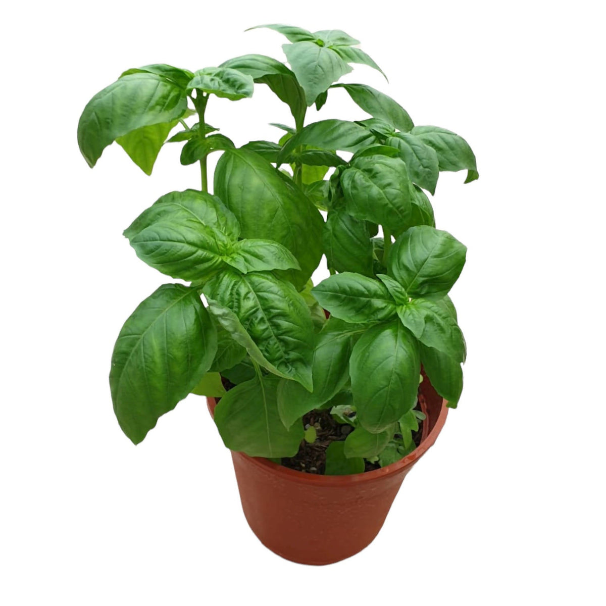 Buy Sweet Basil 0.3mh Herbs Singapore Noah Garden