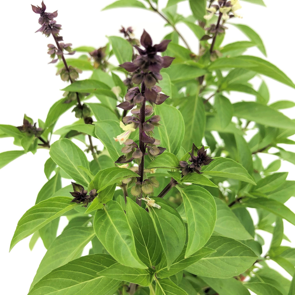 Ocimum basilicum var. thyrsiflora Thai Basil 0.3m Noah Garden