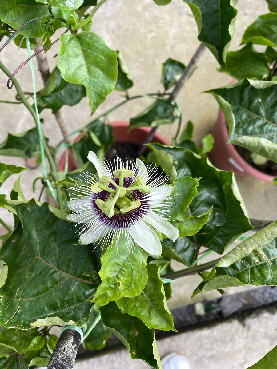 Passiflora edulis, Passion Fruit (.mH)