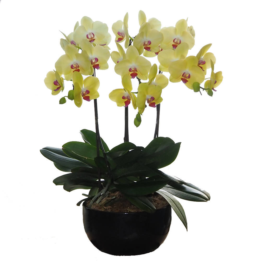 3 In 1 Phalaenopsis Yellow In Ceramic Pot, Moth Orchid Arrangement 