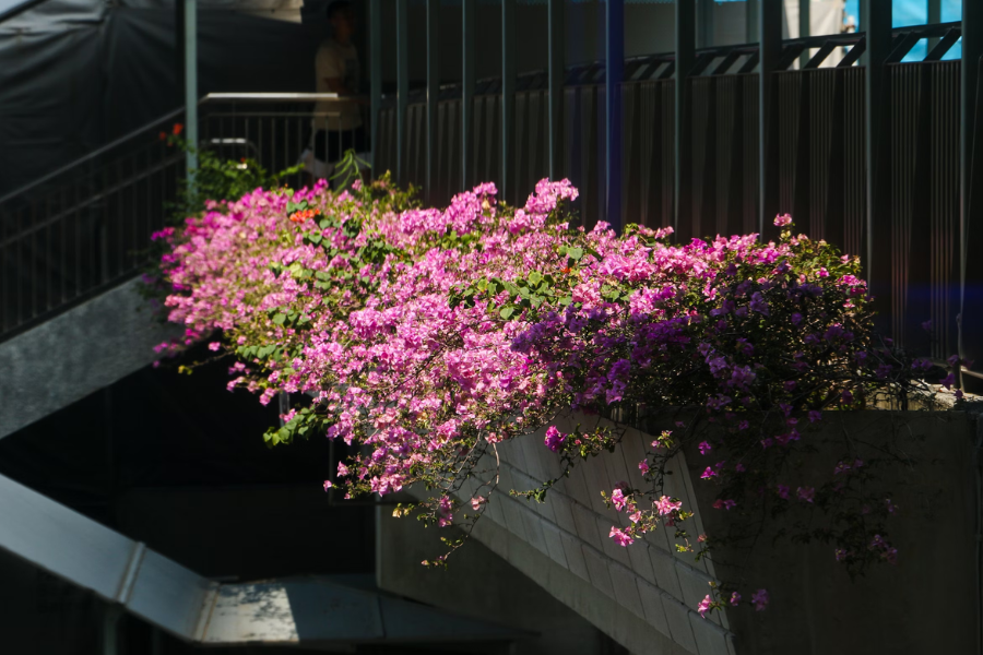 Growing Bougainvillea in Singapore: Benefits and Care Tips