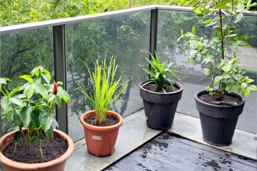 Top 10 Plants for a Small Balcony Garden in Singapore