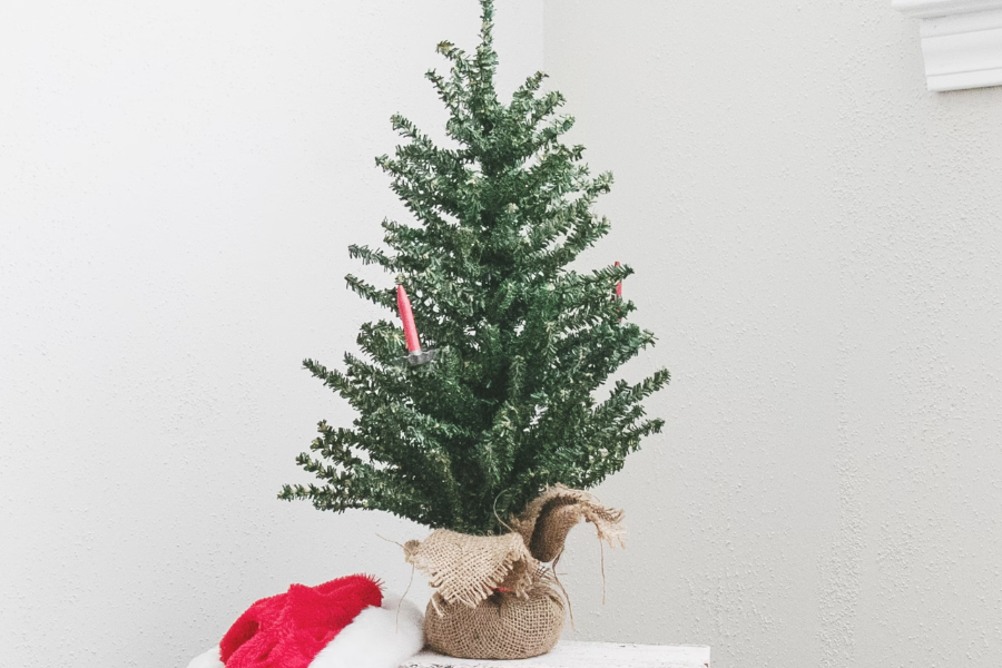 How to Prolong the Lifespan of Seasonal Plants in Singapore: Mini Fir Trees & CNY Oranges