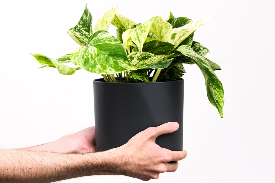 The Joy of Plant Gifting: Why Plants Make the Perfect Gifts in Singapore