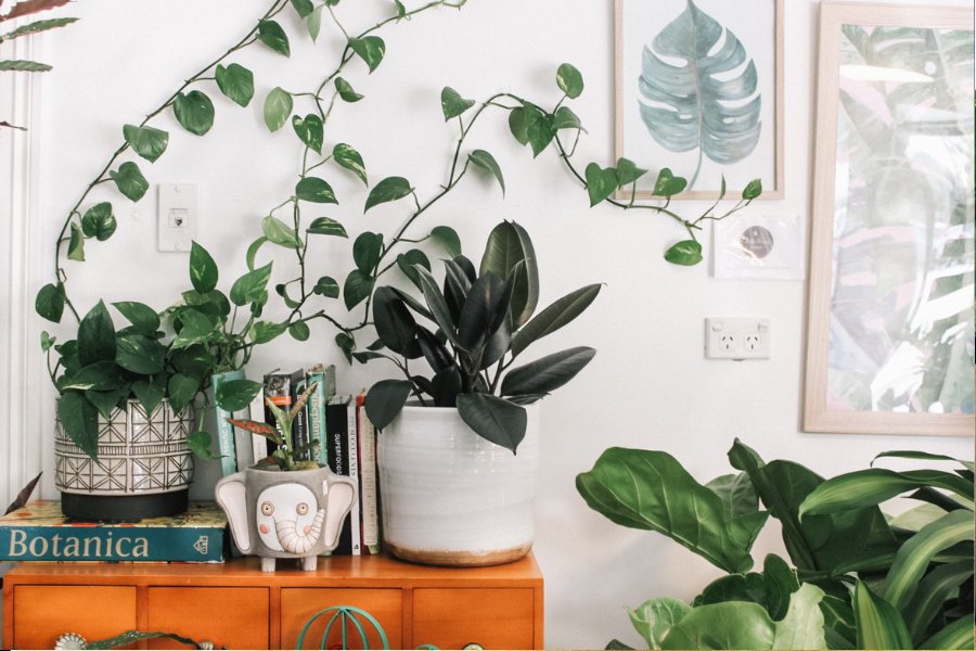 How to Acclimate Your New Plants: Tips for Healthy Growth in Their New Home