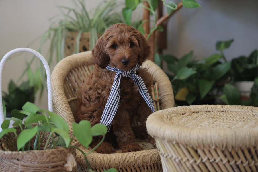 10 Pet-Friendly Plants Perfect for Singapore Homes