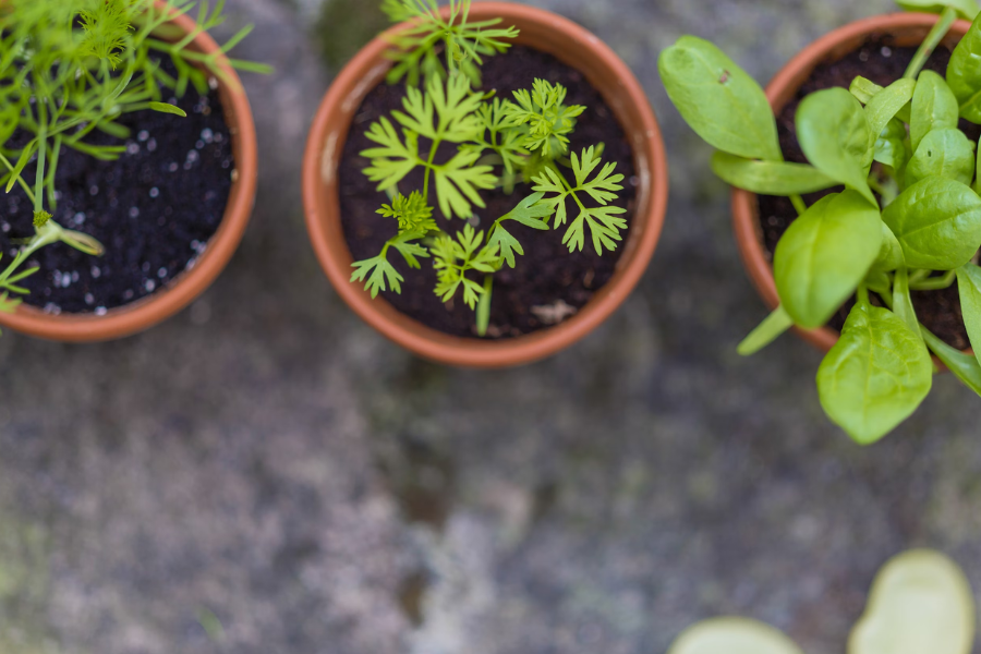 6 Essential Tips for Growing a Thriving Indoor Herb Garden