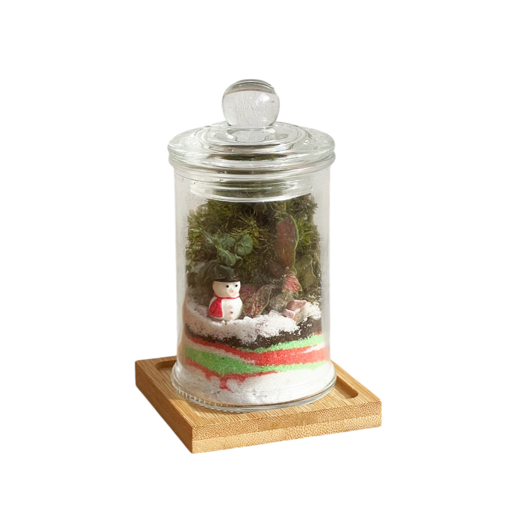 Christmas Neva Terrarium