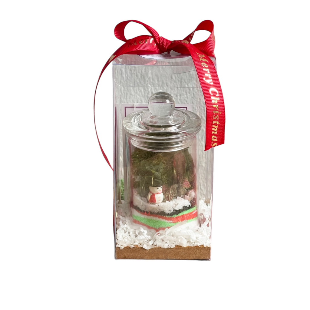 Christmas Neva Terrarium