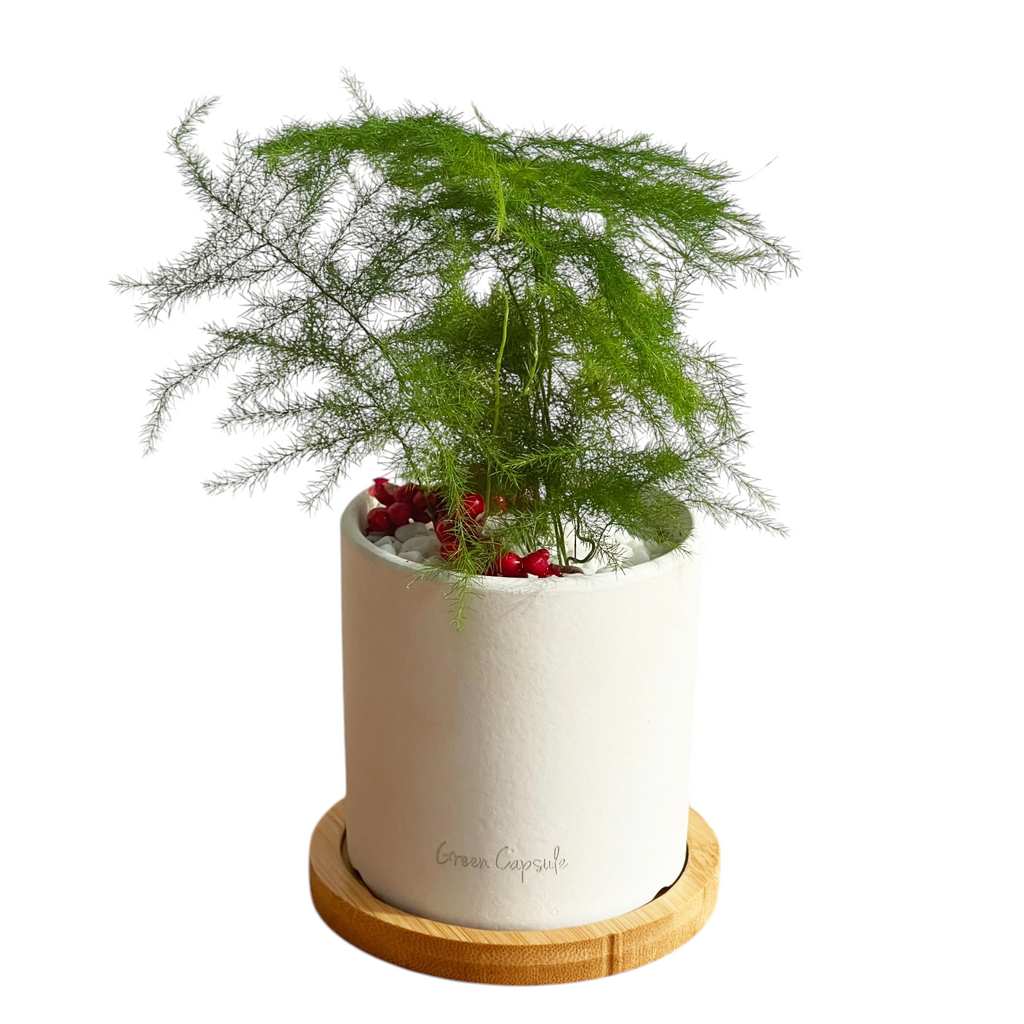 Christmas Carol Potted plant