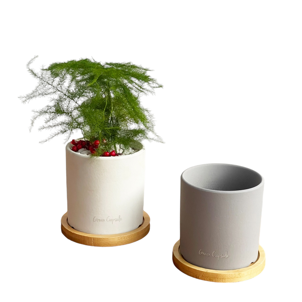 Christmas Carol Potted plant