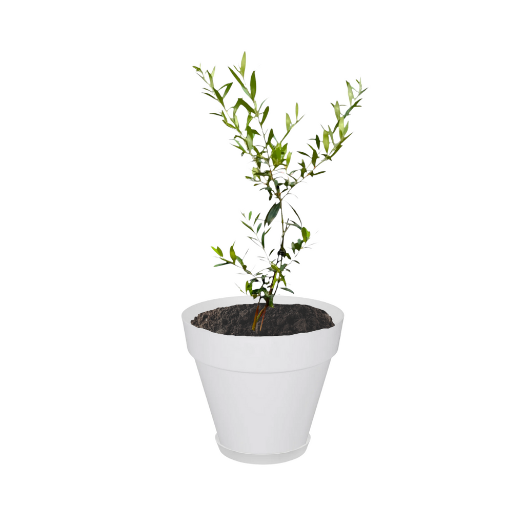 Tabletop Olive Tree in White Loft Urban Round with Saucer (0.4 - 0.5m)