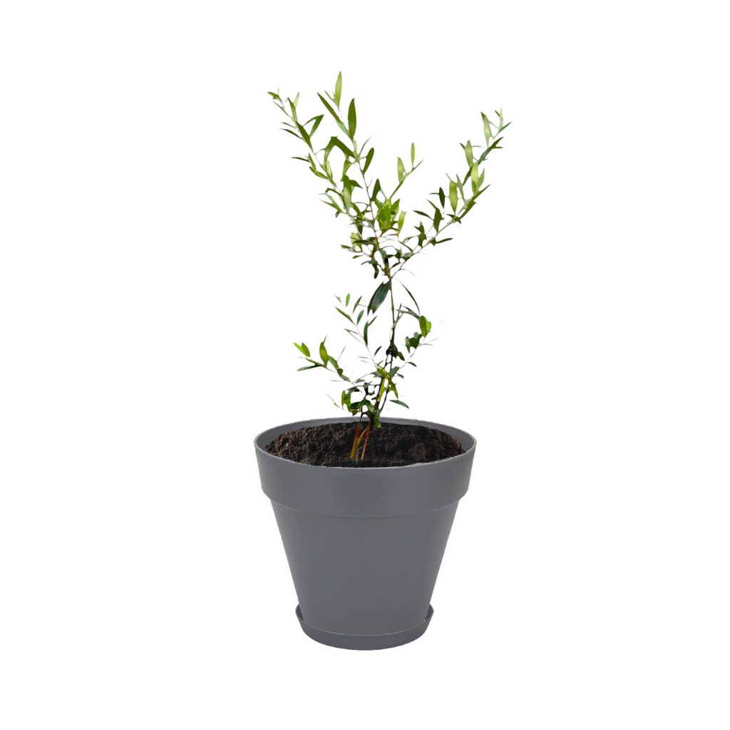 Tabletop Olive Tree in Anthracite Loft Urban Round with Saucer (0.4 - 0.5m)