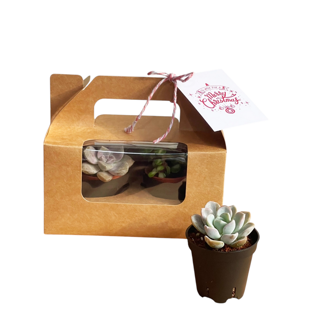 Christmas 2pc Succulent Gift Box