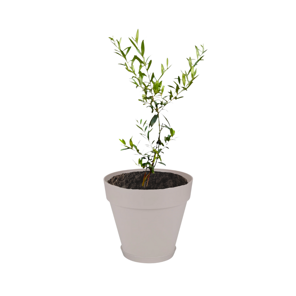 Tabletop Olive Tree in Warm Grey Loft Urban Round with Saucer (0.4 - 0.5m)