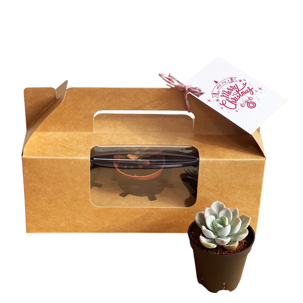 Christmas 3pc Succulent Gift Box