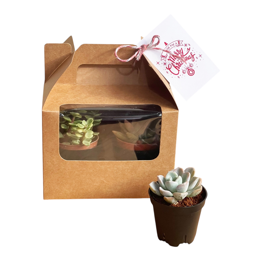 Christmas 4pc Succulent Gift Box