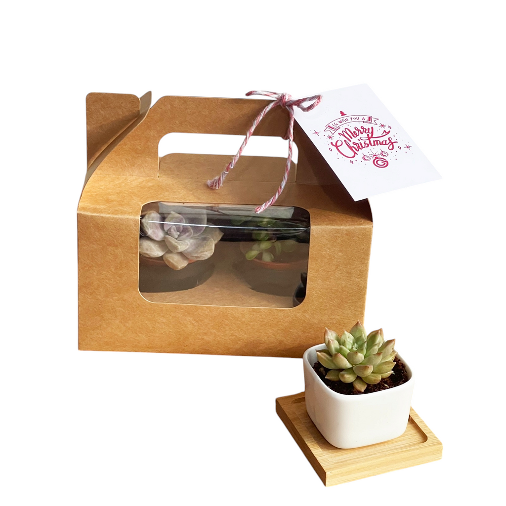 Christmas Premium 2pc Succulent Gift Box