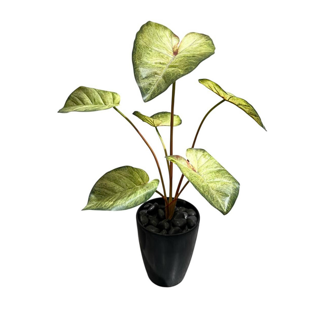 Artificial Caladium Green in Pot (0.7m)