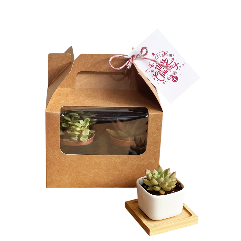 Christmas Premium 4pc Succulent Gift Box