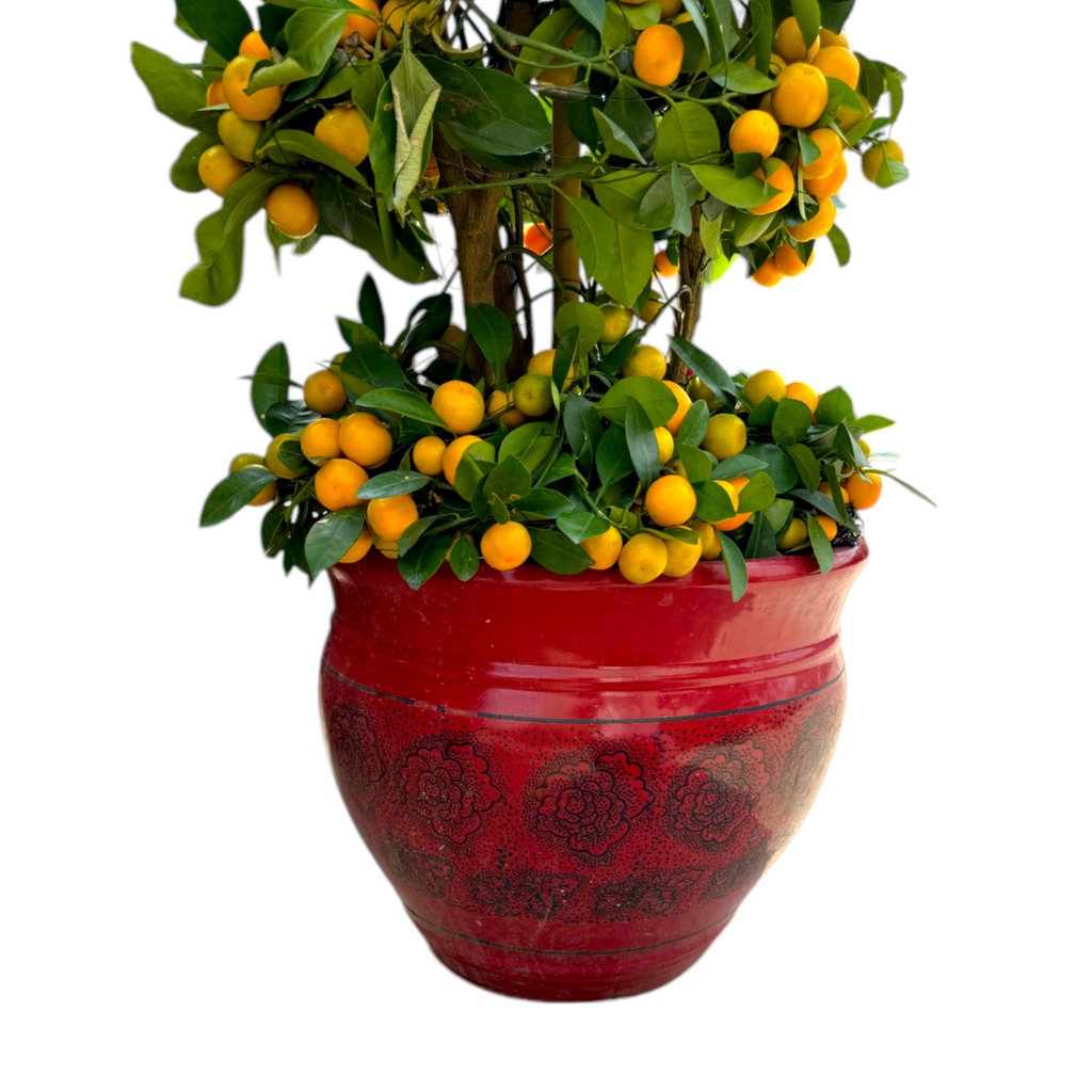 [8 Tiers] Four Season Lime 四季桔 in 14 Inch Pot (1.7m)