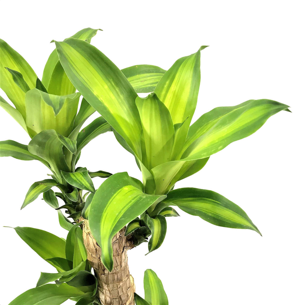 Dracaena fragrans 'Massangeana' 3 in 1 in White Brussels Diamond Round 25cm (0.95mH)