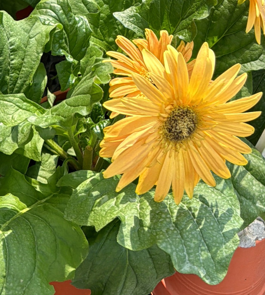 Assorted Colours Gerbera jamesonii, African Daisy (0.2m)