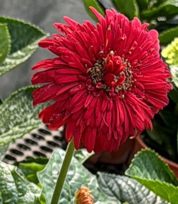 Assorted Colours Gerbera jamesonii, African Daisy (0.2m)