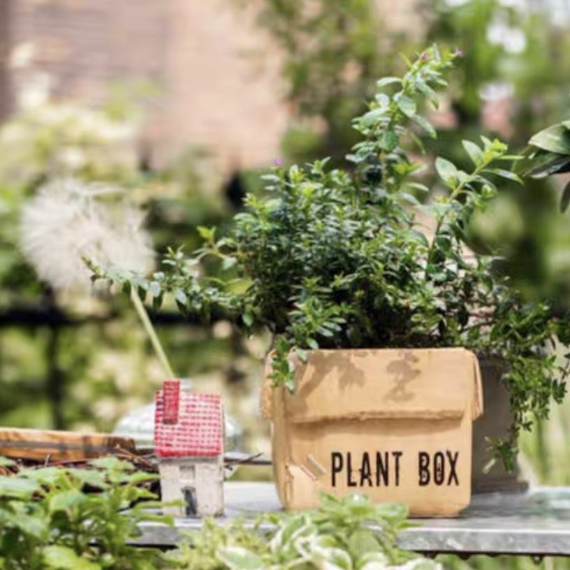 Garden Plant Box