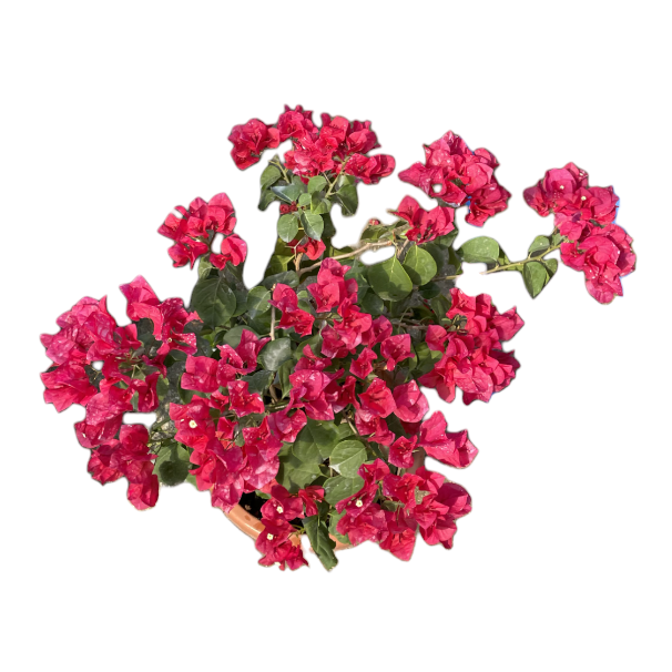 Red Bougainvillea in White Brussels Diamond Round (0.65m)