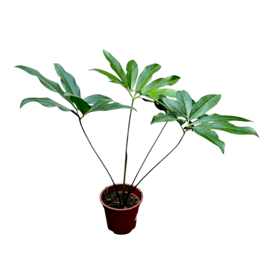 Philodendron Goeldii, Fun Bun (0.65m)