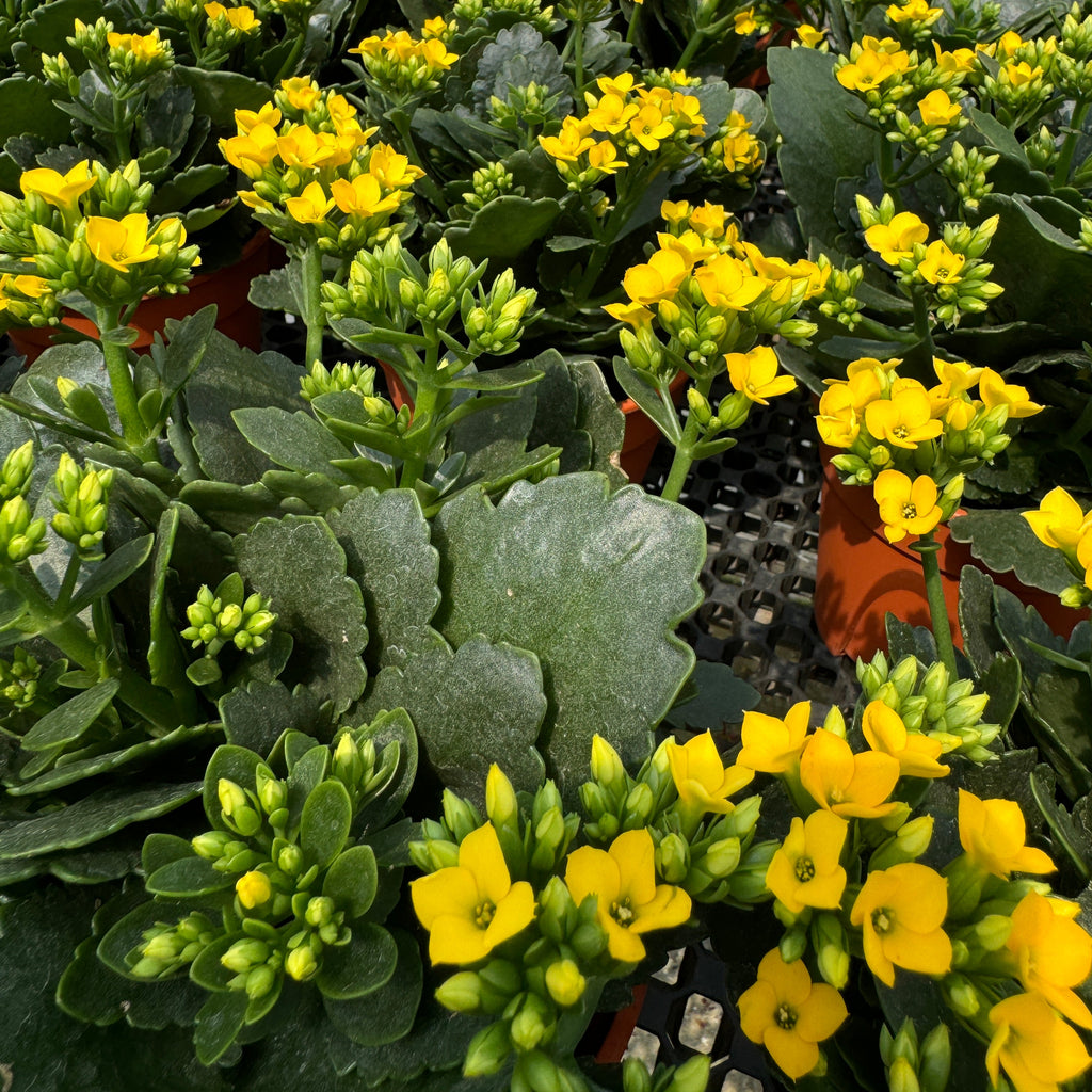 Assorted Colour Kalanchoe blossfeldiana 万紫千红 (0.25m)