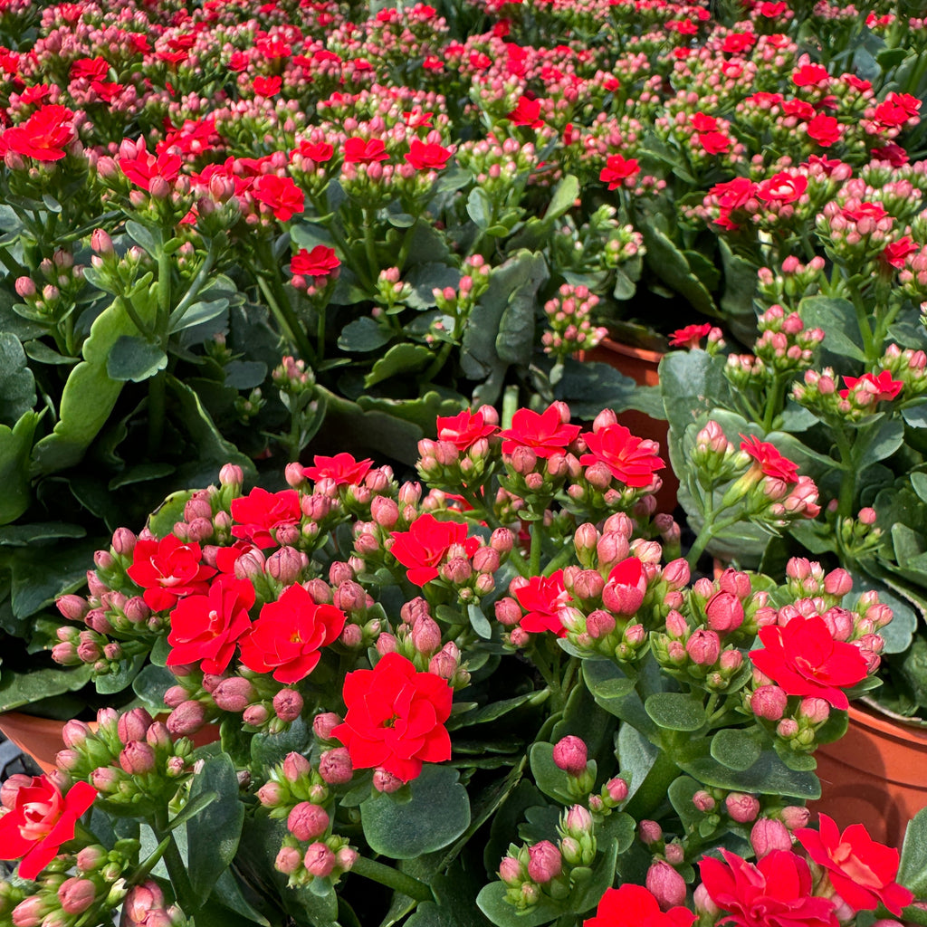 Assorted Colour Kalanchoe blossfeldiana 万紫千红 (0.25m)