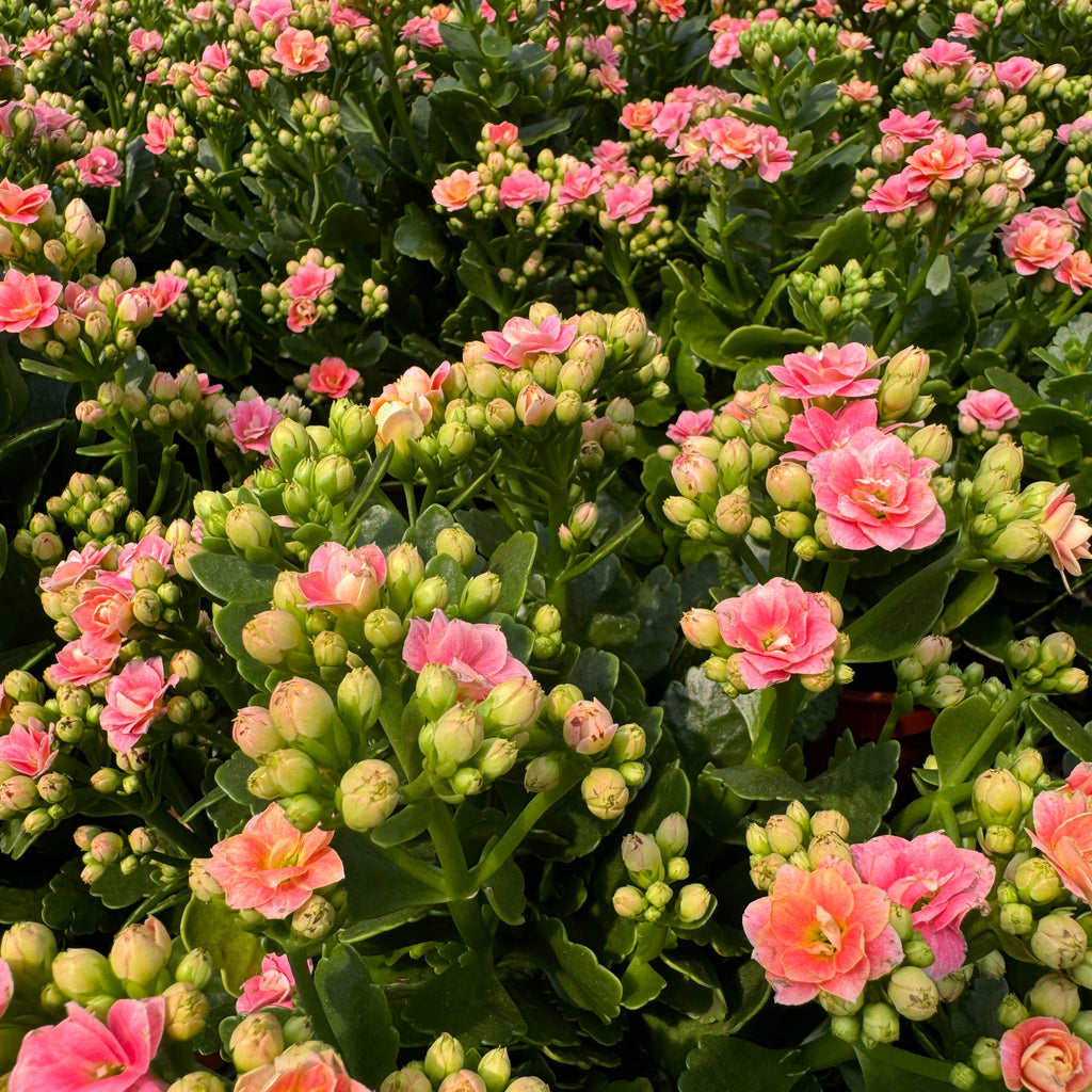 Assorted Colour Kalanchoe blossfeldiana 万紫千红 (0.25m)