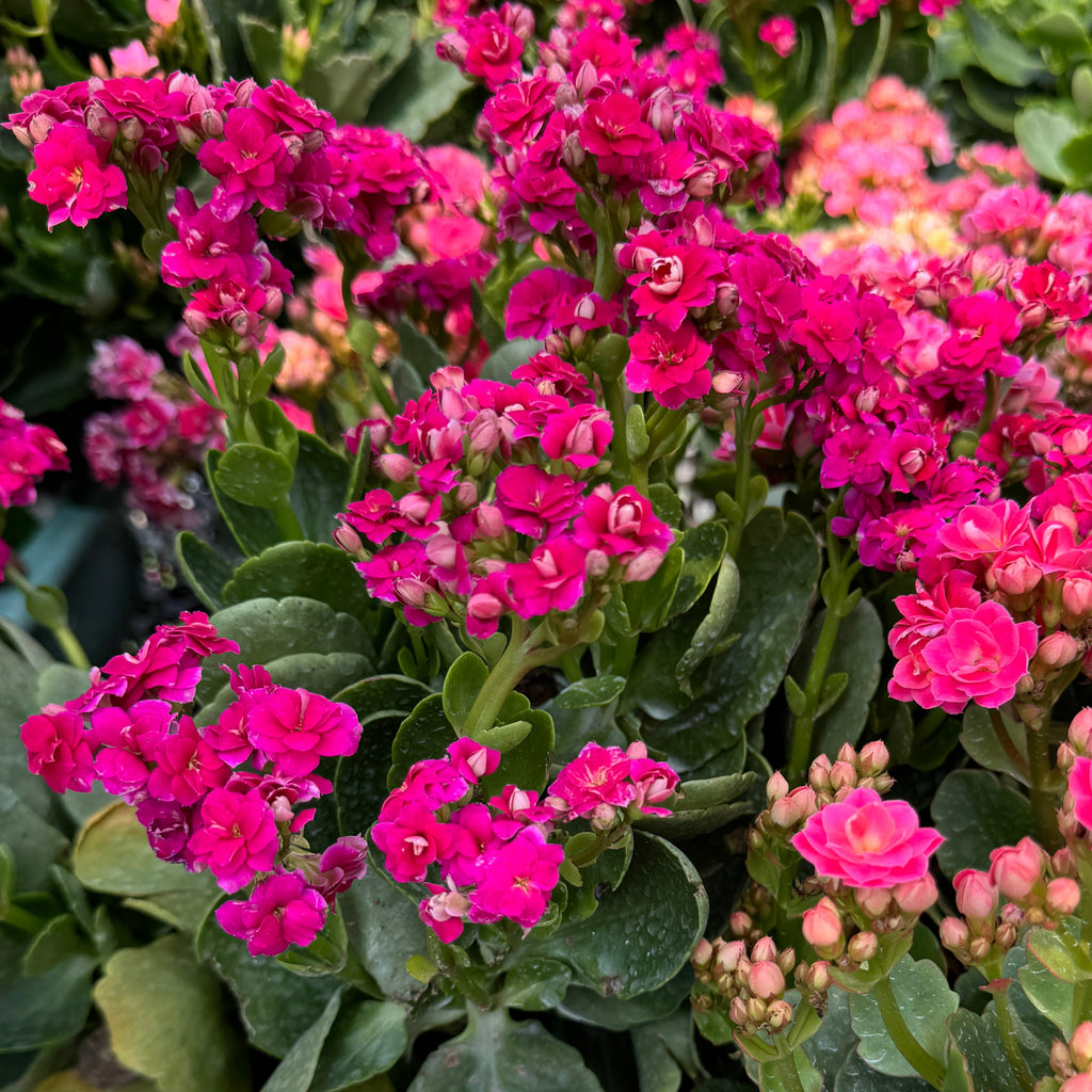 Assorted Colour Kalanchoe blossfeldiana 万紫千红 (0.25m)