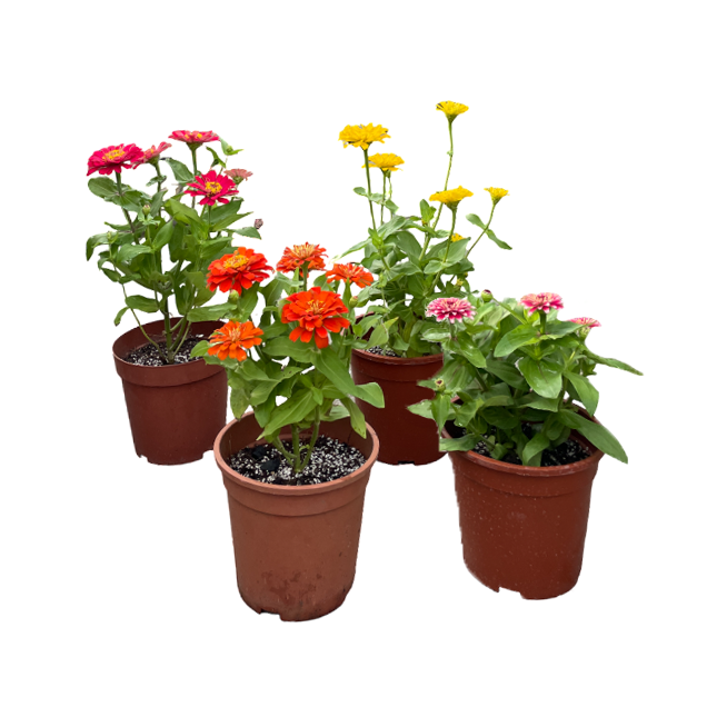 Zinnia elegans, Assorted colours (0.3m)