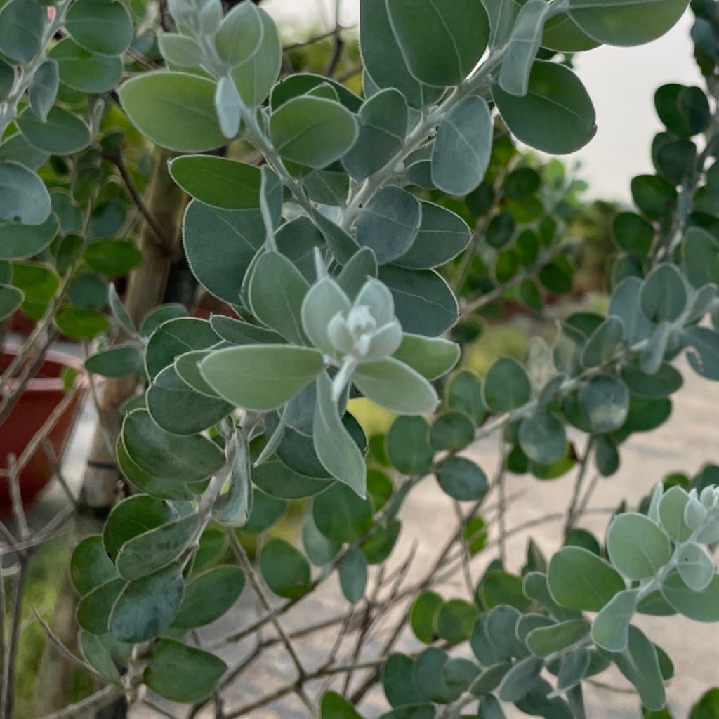 Acacia podalyriifolia, Pearl Acacia (2.2m)