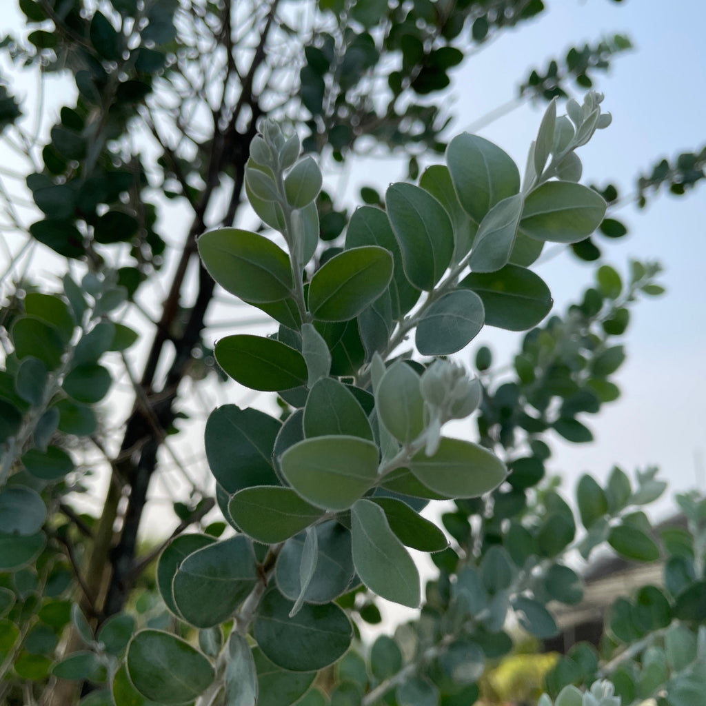 Acacia podalyriifolia, Pearl Acacia (2.2m)