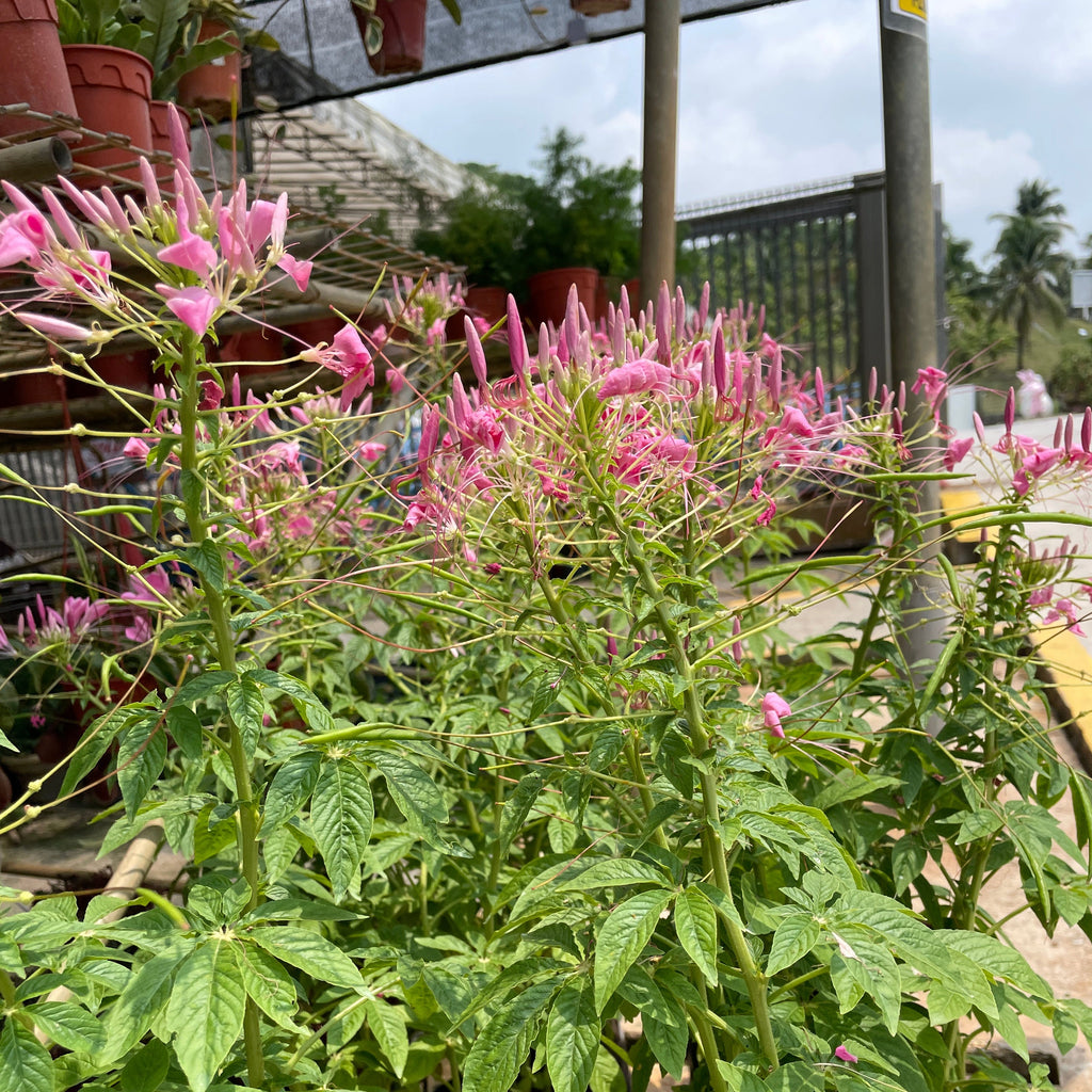 Cleome hassleriana, Spider Flowers in bag (0.8m)