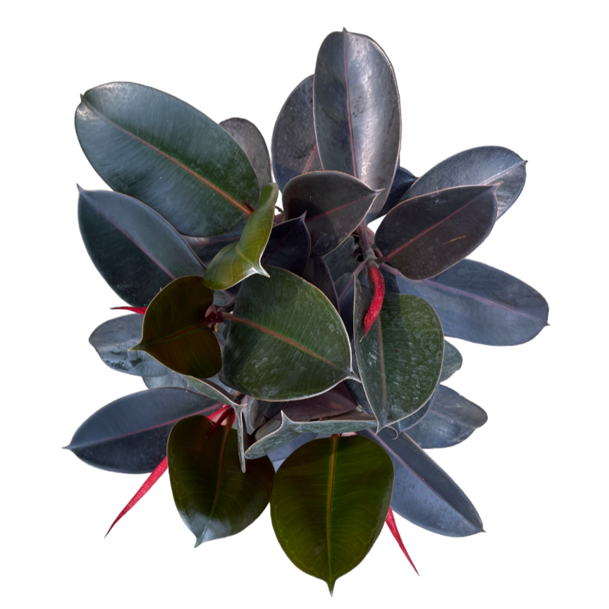 Ficus Elastica Burgundy in White Dumpy Round Series (0.8m)