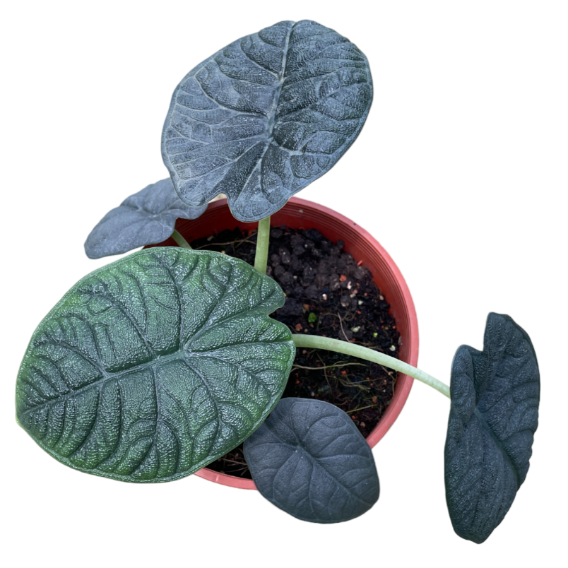 Alocasia Rugosa ‘Alocasia Melo’ (0.25m)