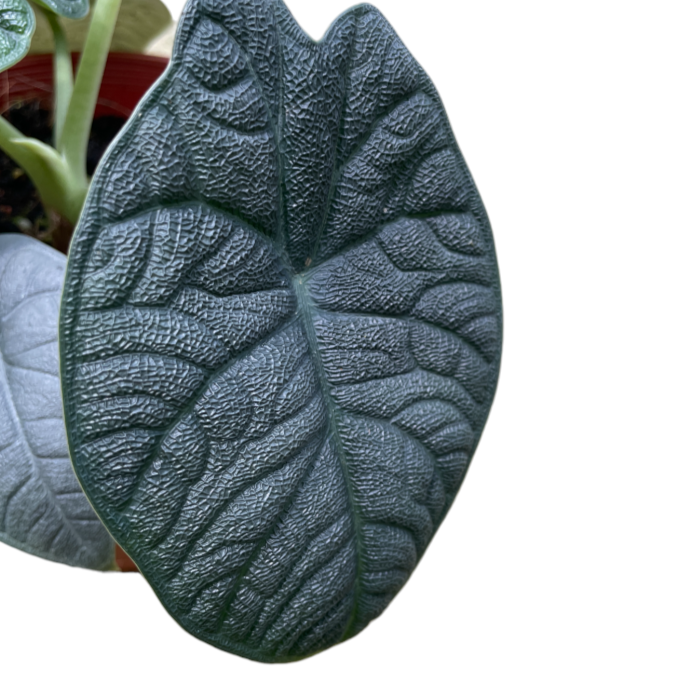 Alocasia Rugosa ‘Alocasia Melo’ (0.25m)