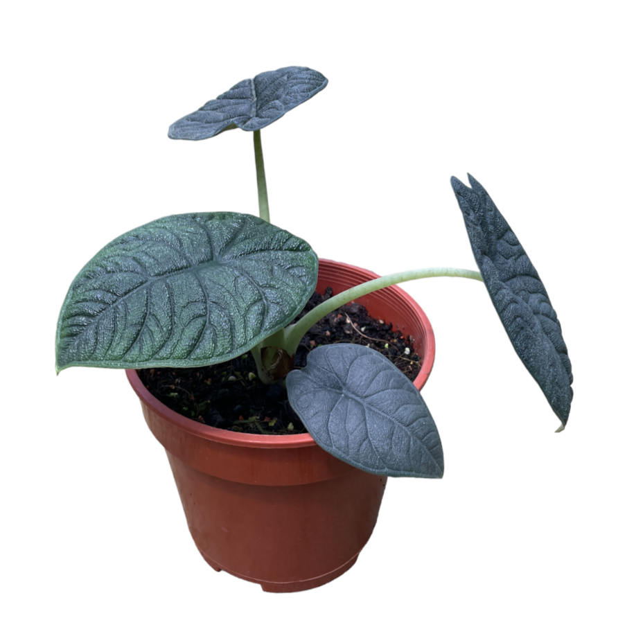 Alocasia Rugosa ‘Alocasia Melo’ (0.25m)