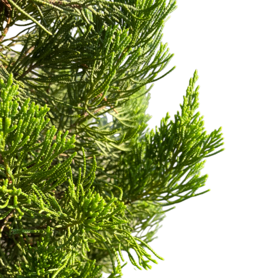 Juniperus Chinensis, Chinese Juniper (2.2m) – Noah Garden Centre