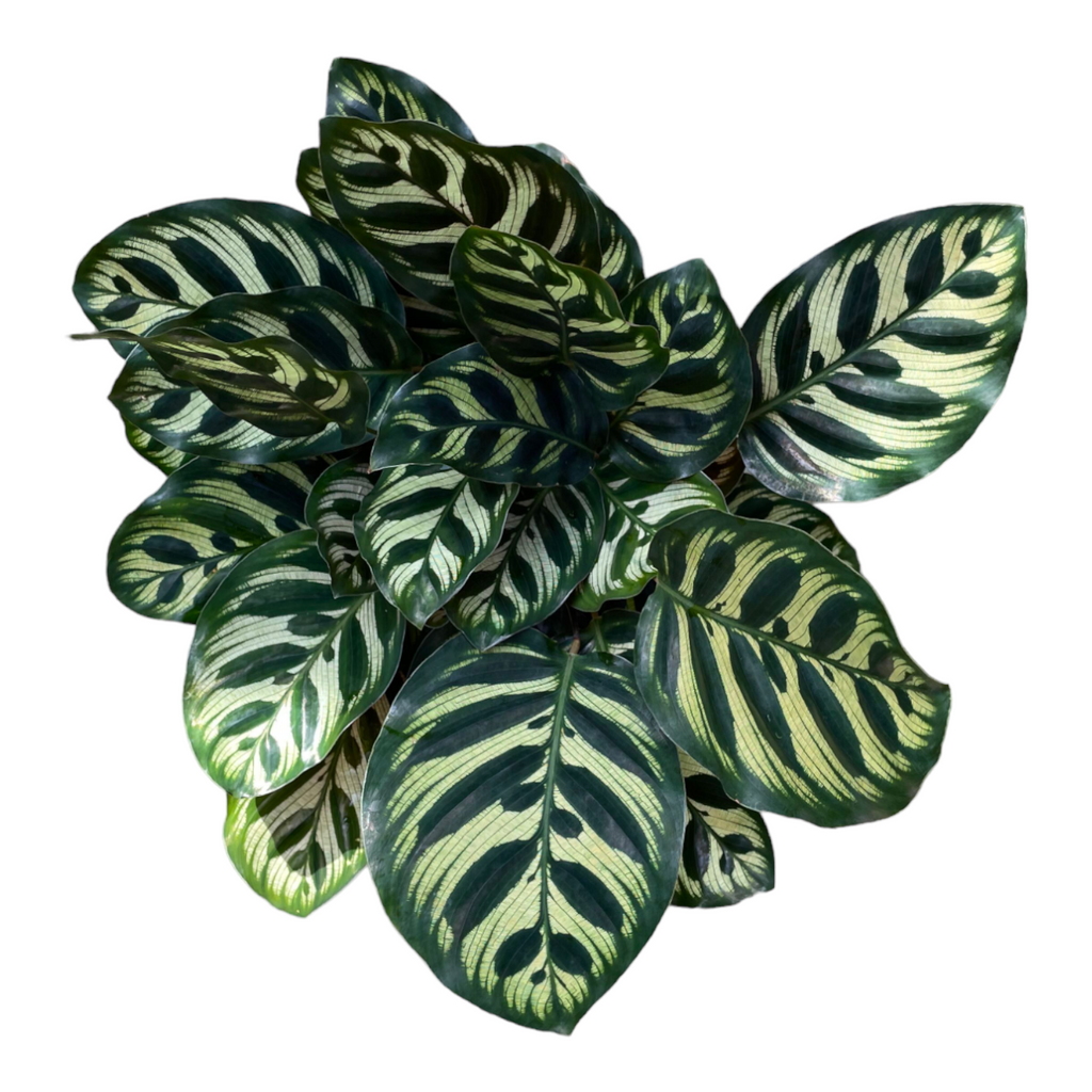 Calathea makoyana, Peacock Plant in White B. for soft round 18cm (0.25m)