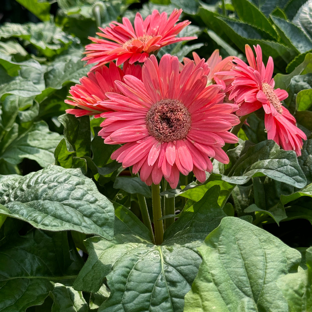 Pink Gerbera jamesonii