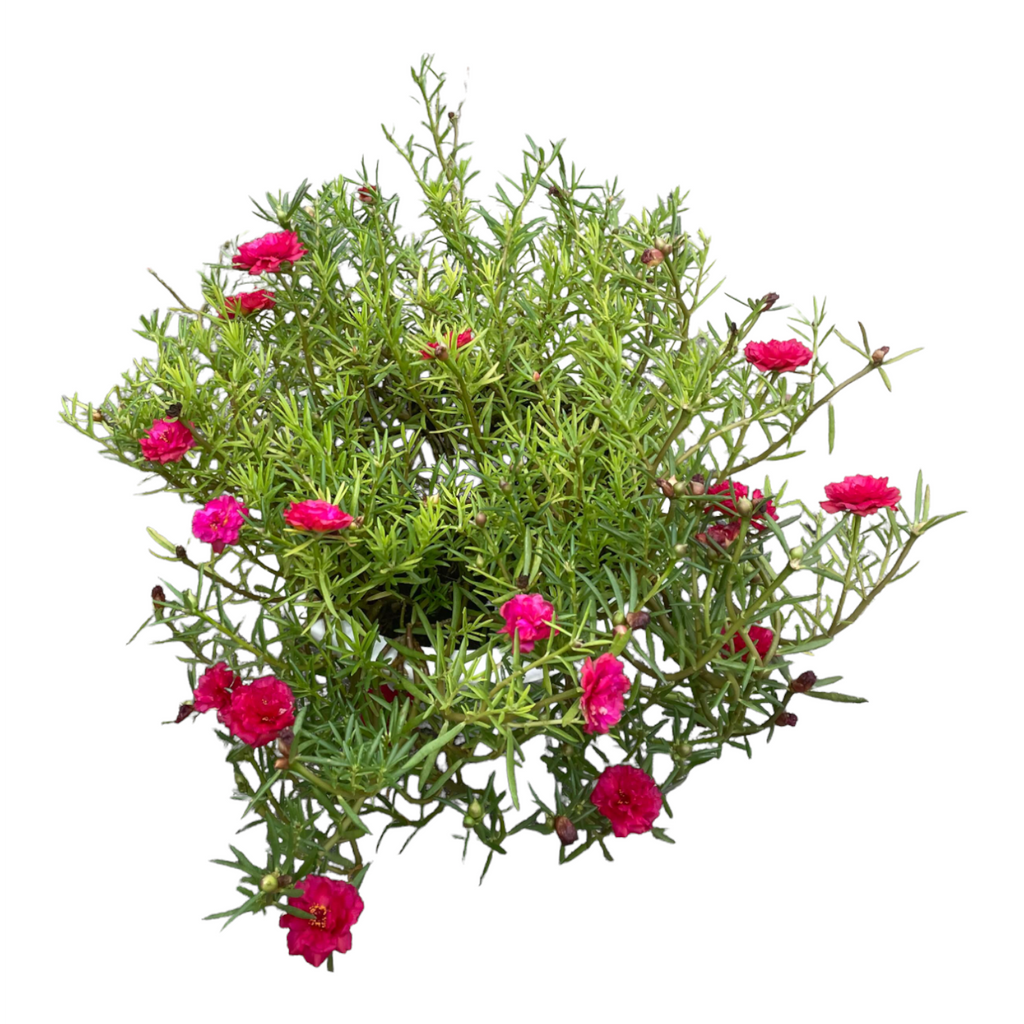 Red Portulaca Grandiflora, Japanese Rose in Anthracite Vibia Campana Hanging Basket