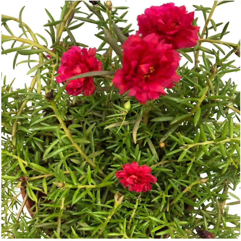 Red Portulaca Grandiflora, Japanese Rose in Anthracite Vibia Campana Hanging Basket