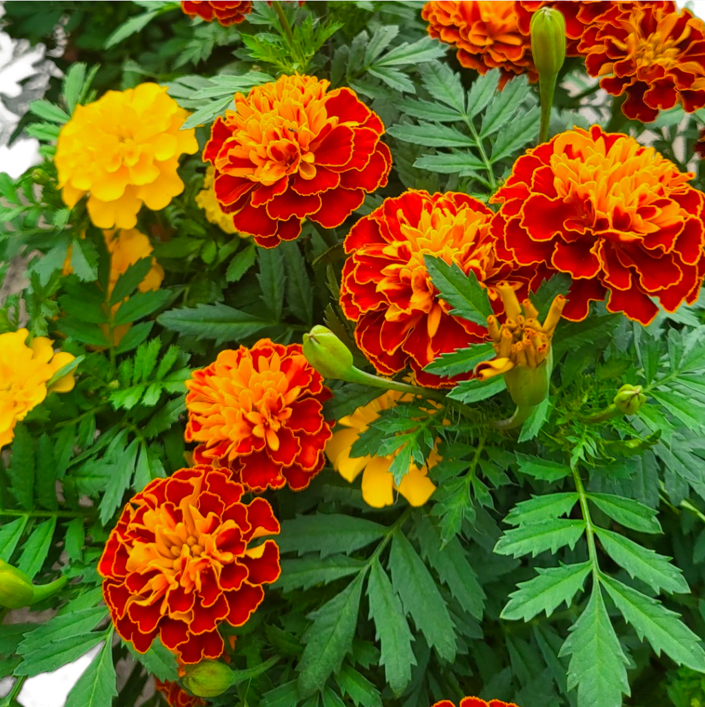 Assorted Marigold in Vintage Blue Corsica Easy Hanger Trio