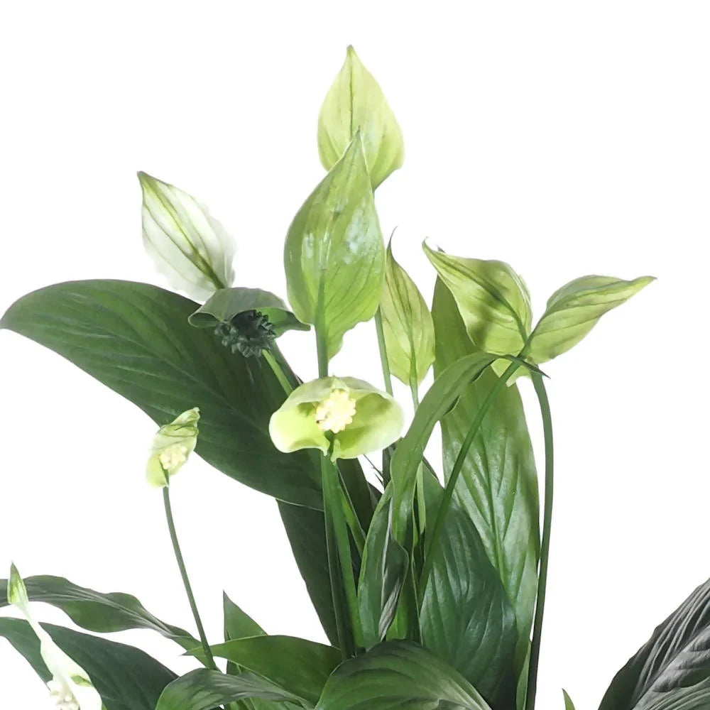 Peace Lily in Espresson Brown Coffee Collection 18cm (0.35m)